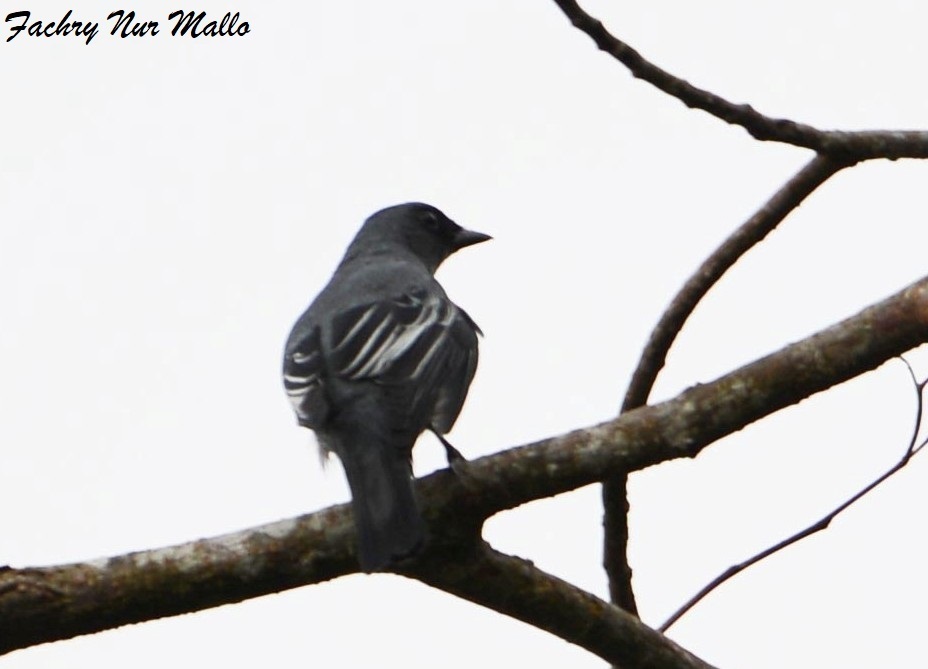 Sangihe Cicadabird (Edolisoma salvadorii) photo