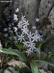 Scilla libanotica
