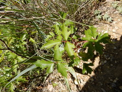 Toxicodendron radicans negundo