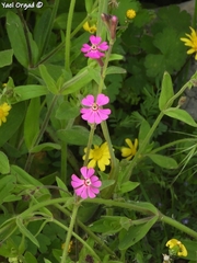 Silene damascena
