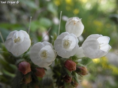 Symphytum brachycalyx