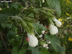 Symphytum brachycalyx