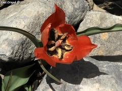 Tulipa agenensis