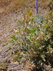 Arctostaphylos viscida mariposa