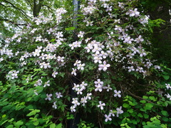 Clematis montana