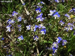 Veronica syriaca