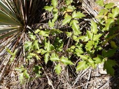 Toxicodendron radicans negundo