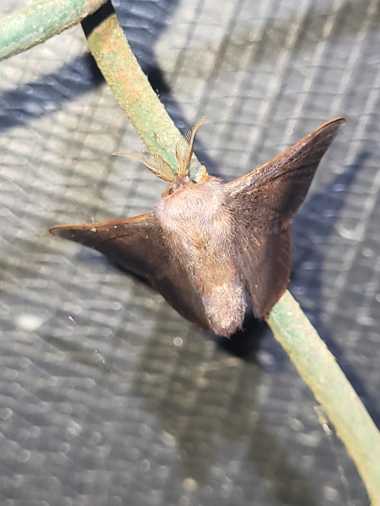 Lacosoma ursmara