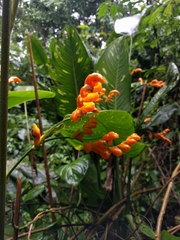 Stromanthe stromanthoides