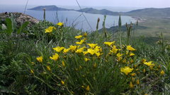Linum pallasianum