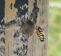 Dianthidium