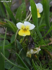 Viola modesta