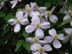 Clematis montana