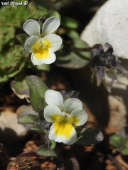 Viola parvula