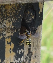 Dianthidium