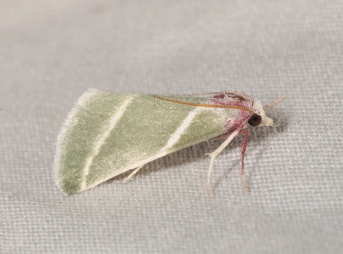 iNaturalist observation photo of Anemosella nevalis