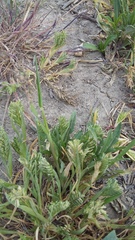 Sclerochloa dura
