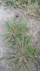 Sclerochloa dura