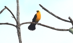 Gymnomystax mexicanus