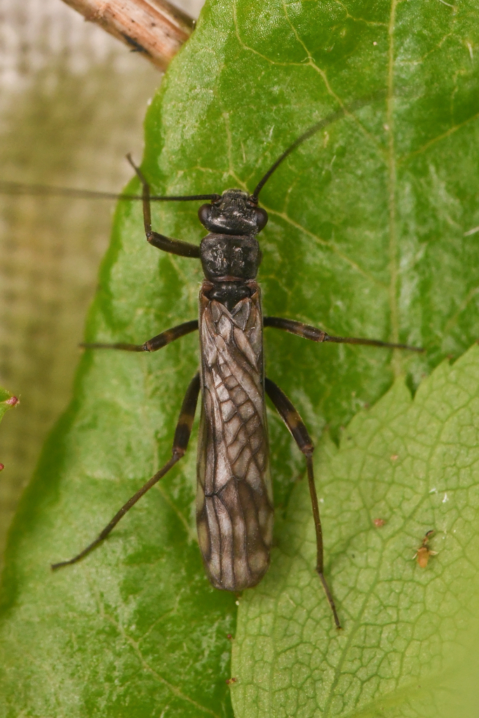 Columbian Forestfly