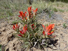 Castilleja integra