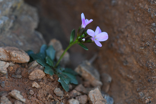 McDonald's rockcress (Arabis mcdonaldiana)