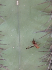 Diacrita costalis