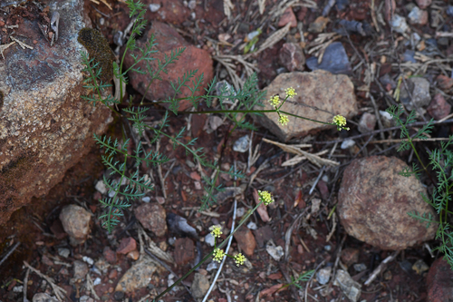 Wailaki Lomatium (Lomatium kogholiini)