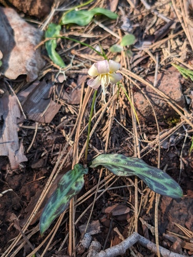 California fawnlily (Erythronium californicum)