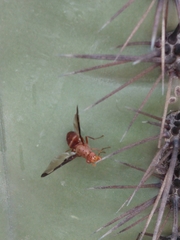 Diacrita costalis