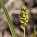 Mead's Sedge - Photo (c) bendingtree, some rights reserved (CC BY-NC), uploaded by bendingtree