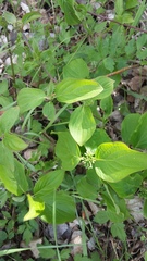 Cornus sanguinea australis