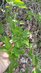 Cornus sanguinea australis