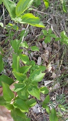 Cornus sanguinea australis