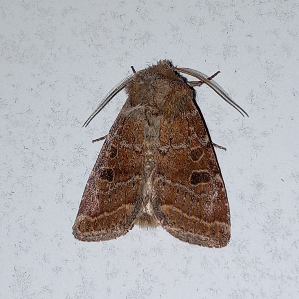 Trichopolia