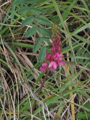 Onobrychis viciifolia