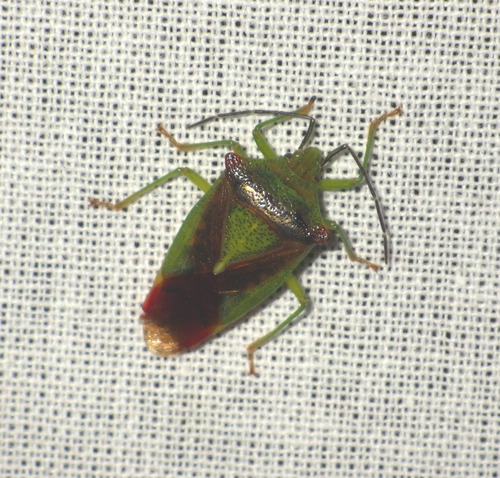 Hawthorn Shield Bug photo 3