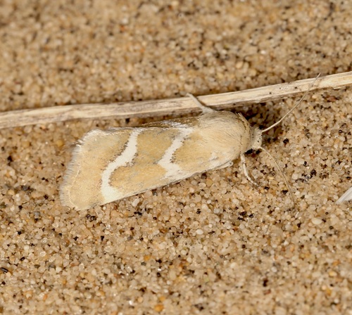 Schinia biundulata photo 3