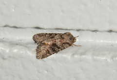 Lacinipolia cuneata
