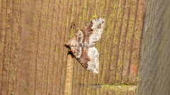 Xanthorhoe defensaria