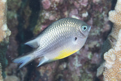 Amblyglyphidodon leucogaster