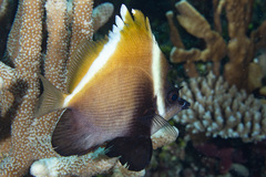 Heniochus varius