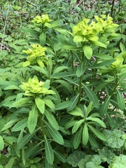 Euphorbia purpurea
