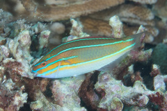Stethojulis trilineata