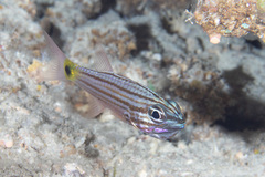 Cheilodipterus artus