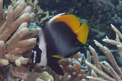 Heniochus singularius