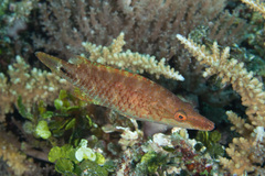 Oxycheilinus celebicus