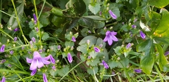 Campanula
