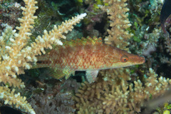 Oxycheilinus celebicus