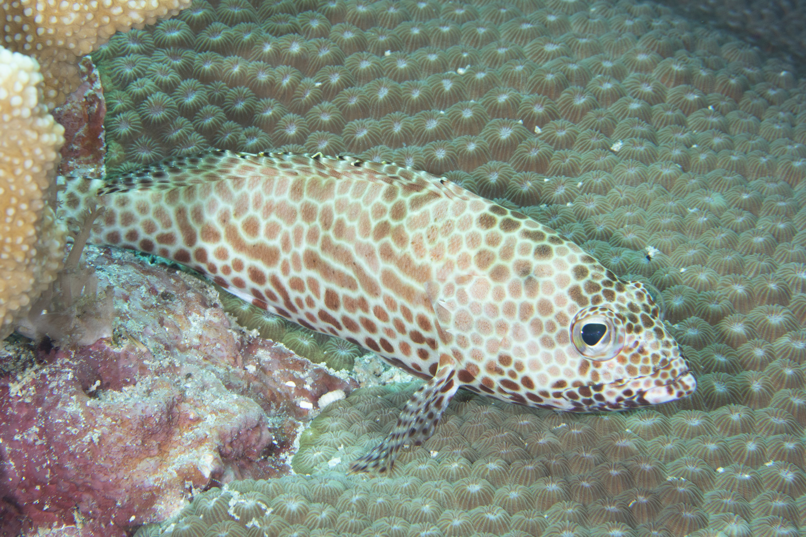 Rockcods Genus Epinephelus Inaturalist Australia
